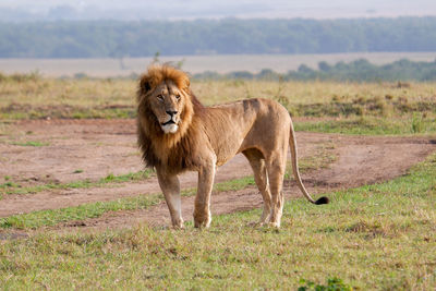 Injured male lion standing in the maasai mara, kenya