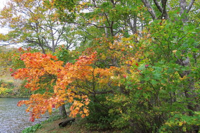 Trees in autumn