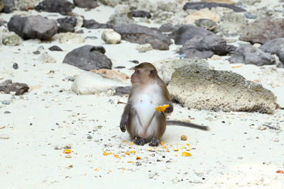 View of birds on rock