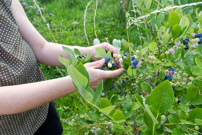 A caucasian woman harvest blueberries on a farm.