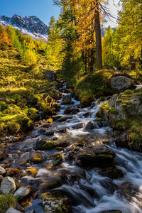 Stream flowing amidst trees in forest