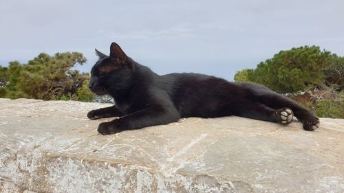 Side view of a cat sleeping