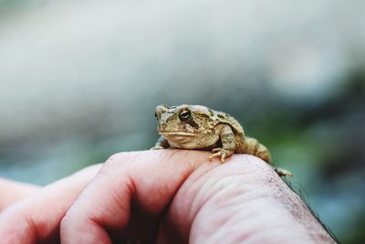 Human hand holding lizard