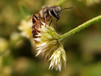 Close-up of bee pollinating on flower