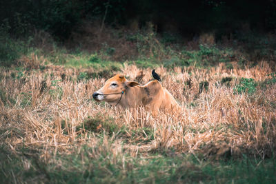 Sheep in a field