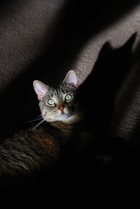 High angle portrait of tabby cat on ground