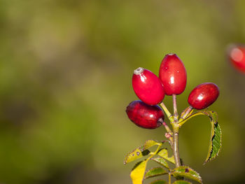 Close-up of red berries growing on plant