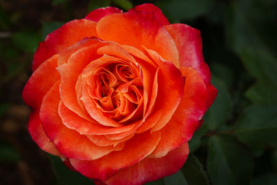 Close-up of red rose