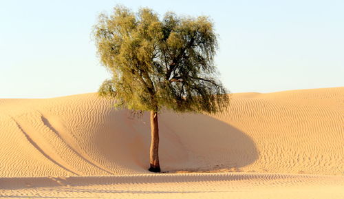 Tree in desert against clear sky