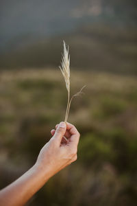 Close-up of hand holding plant at field