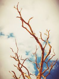 Low angle view of bare trees against sky