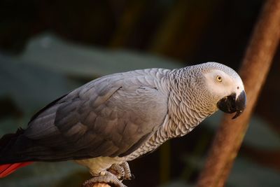 Close-up of eagle