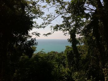 Trees by sea against sky