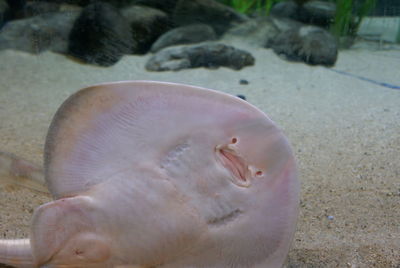 Close-up of jellyfish swimming in aquarium