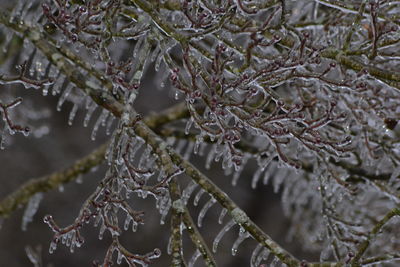 frost