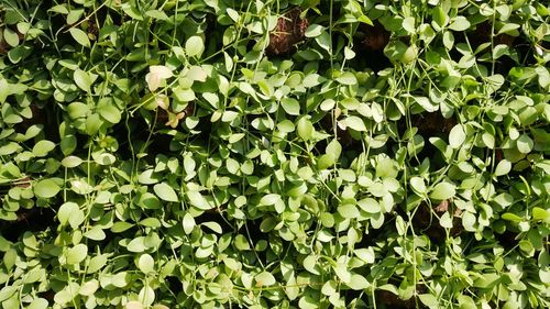 Full frame shot of fresh green plants