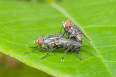 Close-up of fly on leaf