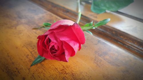 Close-up of pink rose on table