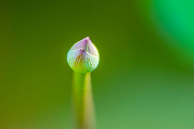 Close-up of pink flower buds