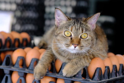 Close-up portrait of cat by people outdoors