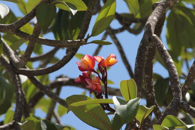 Low angle view of flowering plants on tree