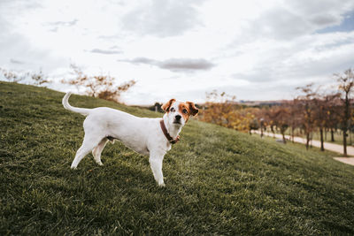 Dog standing in a field