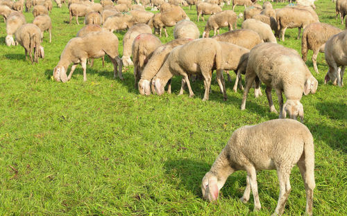 Sheep grazing in a field
