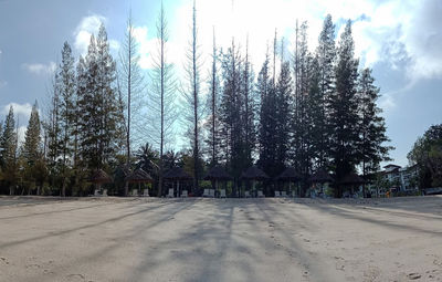 Road amidst trees against sky in city