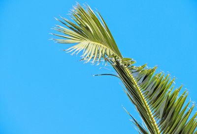 Low angle view of coconut palm tree against clear blue sky