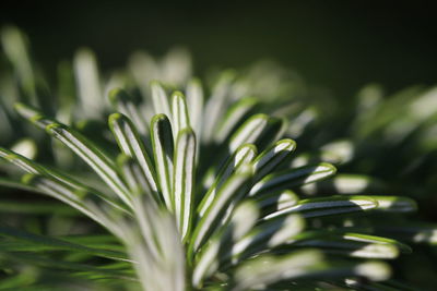 Close-up of flowering plant