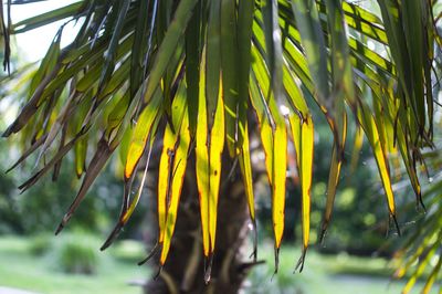 Close-up of plant