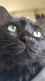 Close-up portrait of a cat