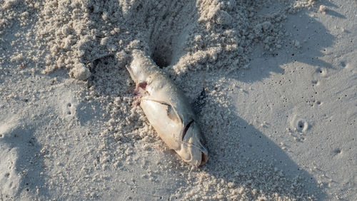High angle view of fish on beach