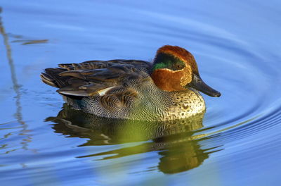 Duck swimming in a lake