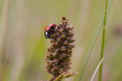 animal wildlife