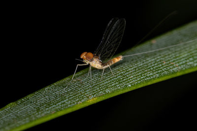 Close-up of insect on leaf