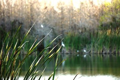 Close-up of grass by lake