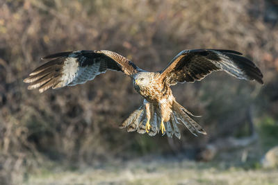 Close-up of kite flying