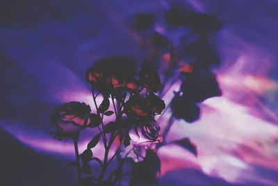 Close-up of purple flowering plant