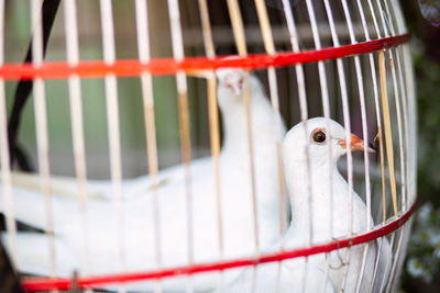 Close-up of bird in cage