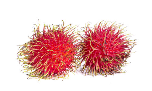 Close-up of fruit against white background