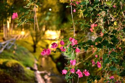 Close-up of pink flowering plants