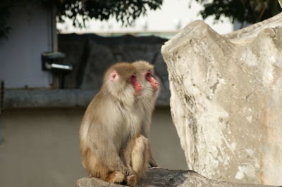 Two monkeys on a rock