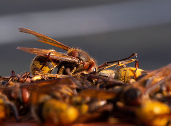 Close-up of insect