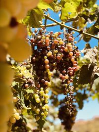 Close-up of grapes growing on tree