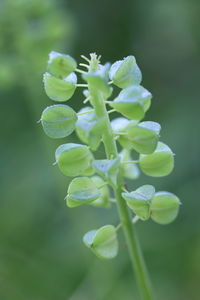 Close-up of green leaves on plant