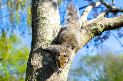 Close-up of squirrel on tree trunk