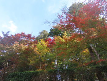 Low angle view of trees in park during autumn