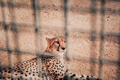 Portrait of cat in zoo