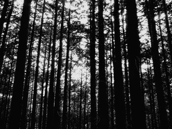 Low angle view of pine trees in forest